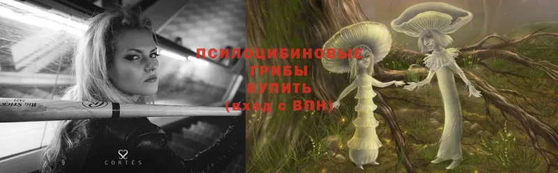 Псилоцибиновые грибы Cubensis  Новокубанск 